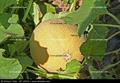  canteloupe,mushmelon,muskmelon,rockmelon,sweetmelon,persian melon